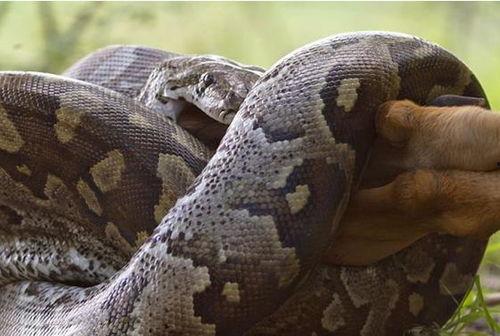 蟒蛇怎么折成人的视频,跟随视频教程，轻松折出逼真人形