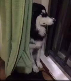 狗狗转世成人讨债视频播放,跨越生死的债务偿还之旅