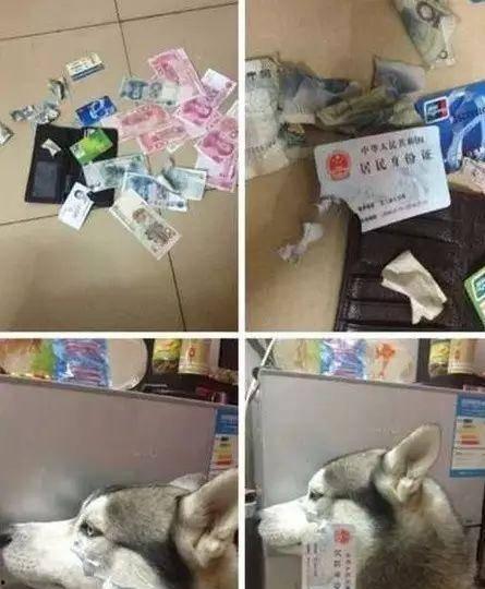 狗狗转世成人讨债视频播放,跨越生死的债务偿还之旅