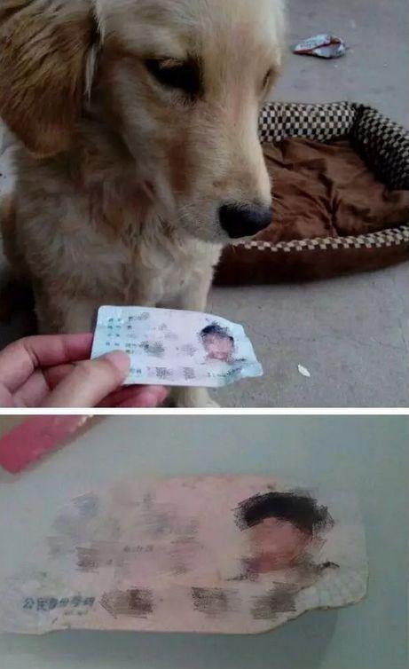 狗狗转世成人讨债视频播放,跨越生死的债务偿还之旅