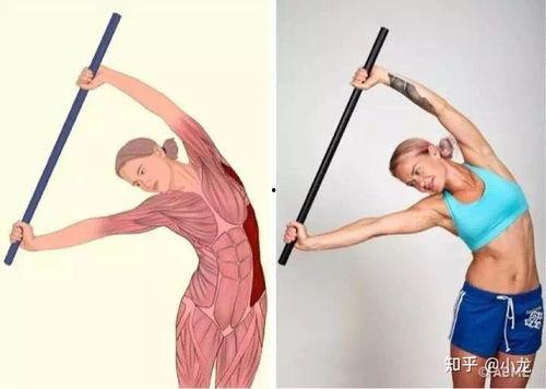 成人上半身拉伸视频,成人上半身拉伸动作全解析