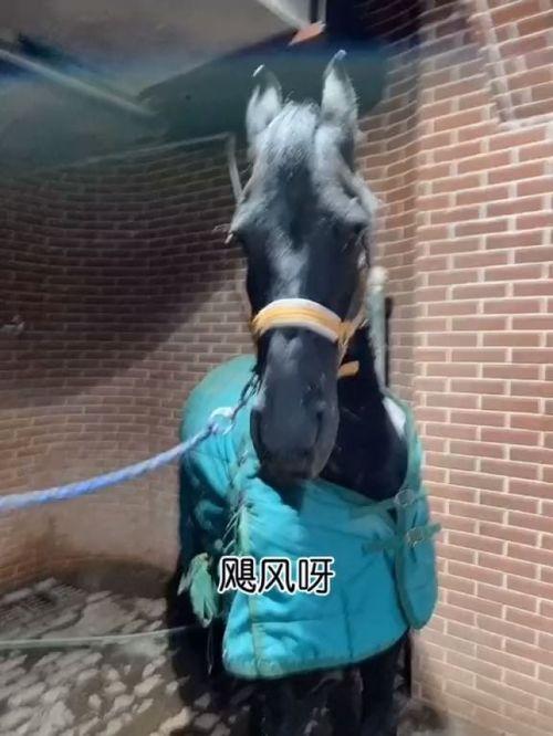 成人自己编辫子视频,成人编辫子教程视频详解